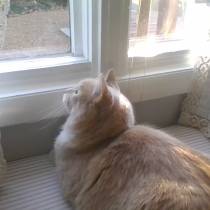 My cat saw a squirrel -_-