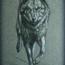 link to my wolf drawing 