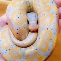 Would you boop the sneks snoot?