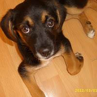 Greta Dogge