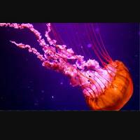 Jellyfish TV