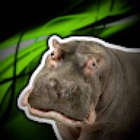 Hippsthehippo