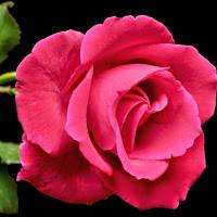 Alloette Love