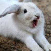 bunny