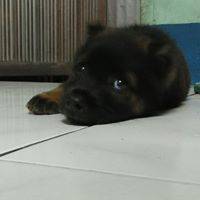 Dean Henryk Domalaon