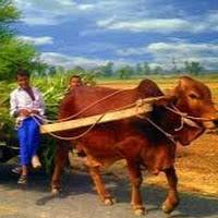 Punjabi Mahaul