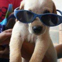 Je Suis Snoopy