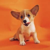 Daily Dogs Of the Internet
