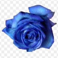 Bleu