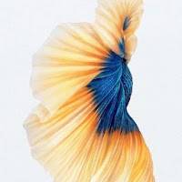 sathish kumar