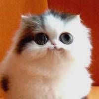TheEpicCatLols