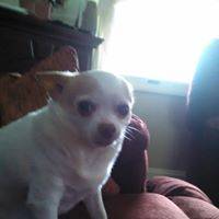 Jessie Futurechamp Wexler