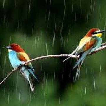 Birds In Rain