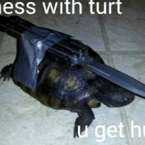 turtles