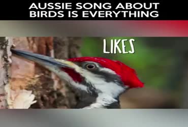 song about birds